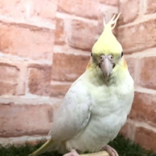あ！オカメインコだ～　オカメインコ　ルチノーカラー　R４　７／２７撮影