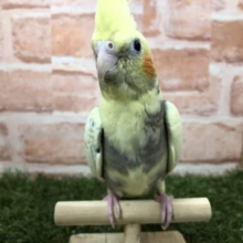 まだら～模様～　オカメインコ　パールパイド　R４　７／２７撮影