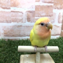 久々カラー　コザクラインコ　ルチノー　R４　６／２９撮影