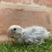 人気種！！　コザクラインコ　オパーリンバイオレット入舎です！！　R4　7/22撮影