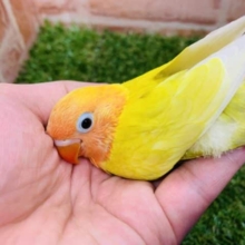 綺麗なカラー♪♪　ヤマブキイエローボタンインコ入舎です！！