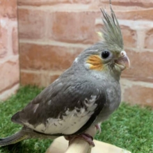 久しぶりのヒナです　オカメインコノーマルカラー　R４　７／１３撮影
