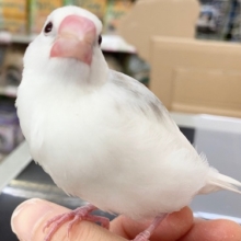 白文鳥　スタッフイチオシ！べたなれさんです！