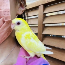 最新画像更新☆美声インコさん(ルチノーオパーリン)