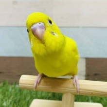 最新画像アリ！！イエロー多めの可愛いヒナさん！セキセイインコのパイドカラー！