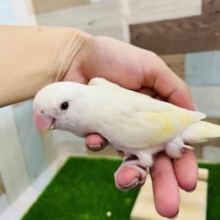 レアカラー美しいの一言。小桜インコ【クリームイノオパーリン】