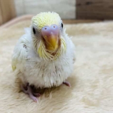てくてく駆け寄って来ます！！優しいカラーのクリームセキセイインコ♪