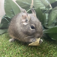 最新画像になりますよ！！ちょっとちょっとデグーですよ！！ デグー ブルー