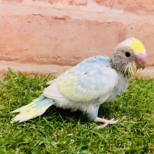 大人気！！　セキセイインコ　パステルレインボー入舎です！②　Ｒ４ ８/２３撮影
