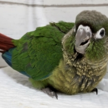いろんな表情見せてくれます🎵　ホオミドリウロコインコ(ノーマル)