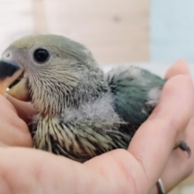 コザクラインコ(ブルーチェリー)のヒナさん入荷しました〜❤