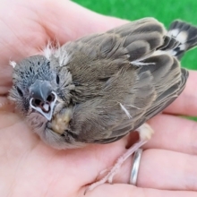 キンカ鳥のヒナさん入荷しました〜❤