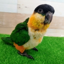 甘噛み上手❤ズグロシロハラインコさんのヒナ入荷しました〜❤