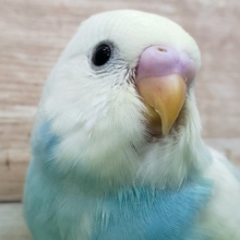 パステルレインボーパイドのセキセイインコ入荷です。
