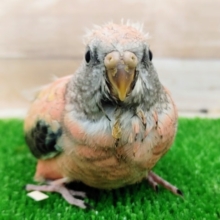 久しぶりの入荷です✨ローズ秋草インコ❤