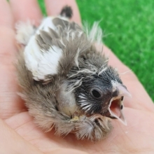 キンカ鳥(色変わり)入荷しました〜❤