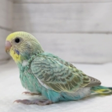 キレイな鮮やかレインボー🌈　セキセイインコ(パステルレインボー)