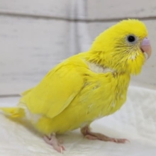 鮮やか黄色の黒い瞳💛　セキセイインコ(ダブルファクター)