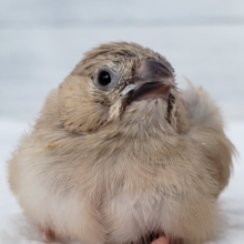茶色強めの、キンカ鳥雛入荷です。