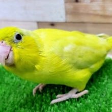 アメリカンイエローのマメルリハちゃん❤