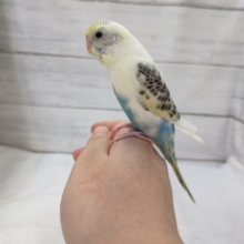 最新画像あり！　羽の黒い模様が特徴的〜🐥　セキセイインコ(クリームハルクイン)