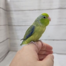 最新画像あり！　ちょこんとグリーン🍀　マメルリハインコ(パイド)