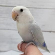 最新画像あり！　素敵なブルーが魅力的〜💙　コザクラインコ(パリッドブルーシナモン)