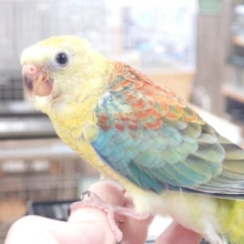 最新画像になります☆　８/20　久しぶりにやってきました☆ ビセイインコ　オパーリンですっ