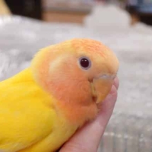 最新画像になります☆8/21　手のぬくもりが好きなんです…( ´-` ).｡oOコザクラインコ(ルチノーオパーリン) ヒナ