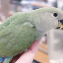 最新画像になります☆　8/21 目が大きい子☆コザクラインコ(ノーマル) ヒナ