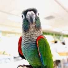【9/25最新画像更新です☆】最新画像になります♡　８/１８アオシンジュウロコインコ