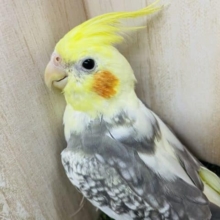 最新画像になりますよ！！オカメインコパールパイドです