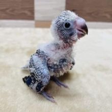 これからの成長が楽しみなヒナヒナさん！セキセイインコのバイオレットオパーリンカラー！
