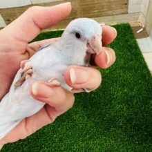 きれーな羽色♡実は甘えん坊マメルリハ(アメリカンホワイト)男の子！