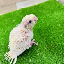 珍‼︎クリームカラーのサザナミインコー！