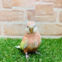 緊急入舎！！　アキクサインコ　ルビノー入舎です！！　Ｒ４　８／４撮影
