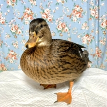 コールダック🐥とてとて着いてくるよ！