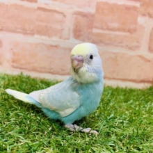 素敵なレインボーカラー♪　セキセイインコ　パステルレインボー入舎です！！　Ｒ４ 　８/１９撮影