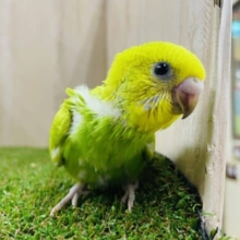 再来‼️ 注目を集めているセキセイさん！！　セキセイインコ　スパングル