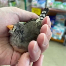 最新画像になります！！可愛いキンカ鳥さんお店にいます♡ キンカ鳥　ノーマル