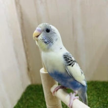 なんとなんと最新画像になりますよ⭐️注目のセキセイさん！！！！　一目惚れかもです。。　セキセイインコ　クリームハルクイン