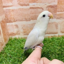 緊急入舎です！　コザクラインコ（パリッドバイオレットシナモン）入舎です！　Ｒ４ ８/２３撮影