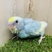 水色好きさん集合ですよ〜💓　セキセイインコ　レインボーパイド