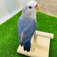 レアカラ―濃い〜ブルーが素敵な小桜インコ【ダークブルーバイオレットパイド】