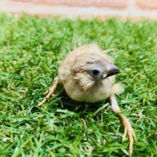 人気カラー！　キンカチョウ　シナモン入舎です！　Ｒ４　８／４撮影