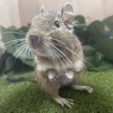 最新画像になりますよ！おやつの持ち方は二刀流！？  デグー ノーマル