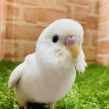 【最新画像有り☆】赤目が苦手な方オススメです　セキセイインコ　ダブルファクター　R４　８／３１撮影
