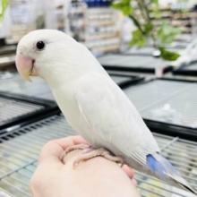 白と青のカラーは人気なんです。。コザクラインコ(女の子)