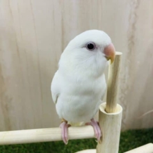 ビックリ‼️レアカラー👑✨✨③ コザクラインコ　ブルーイノ　