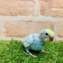 大人気！！　セキセイインコ　パステルレインボー入舎です！①　Ｒ４ ８/２３撮影